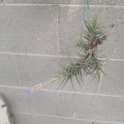 TILLANDSIAS with flower