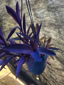 Tradescantia purple hearts