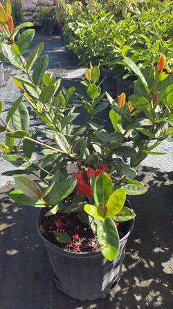 Red Ixora Maui | 3-Gallon Pots – Only $8!