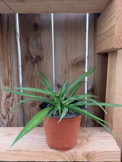 Spider plant