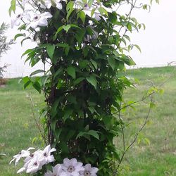 2 Clematis White And 1 Lavender Plants 25 Each