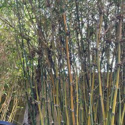 Bamboo NON-INVASIVE Clumping Starter Plant