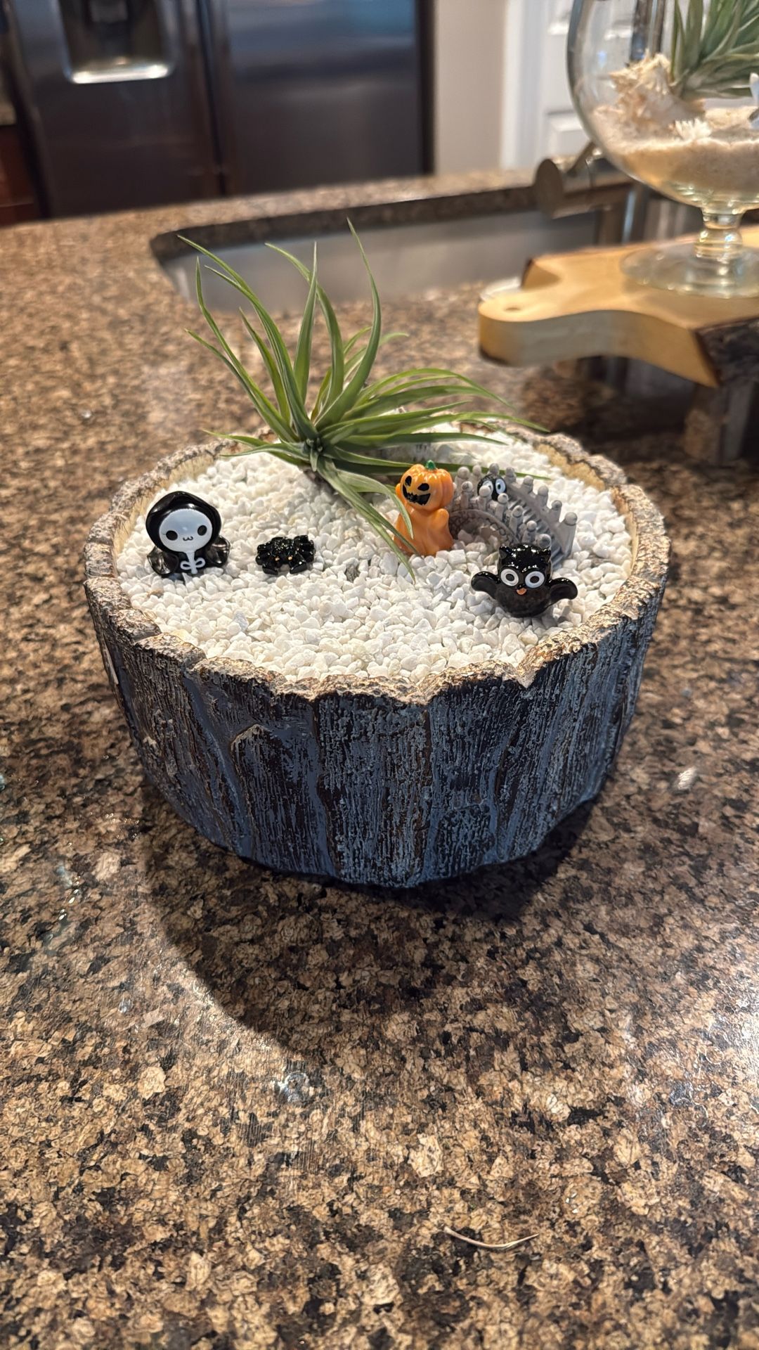 Airplant Terrarium