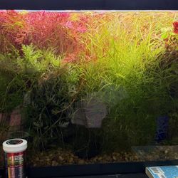 Assortments Of Aquarium Plants