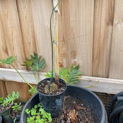 Planta De Chayotes 
