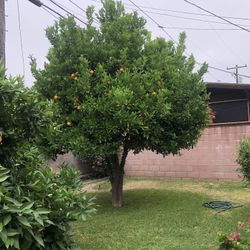 Trimming Trees