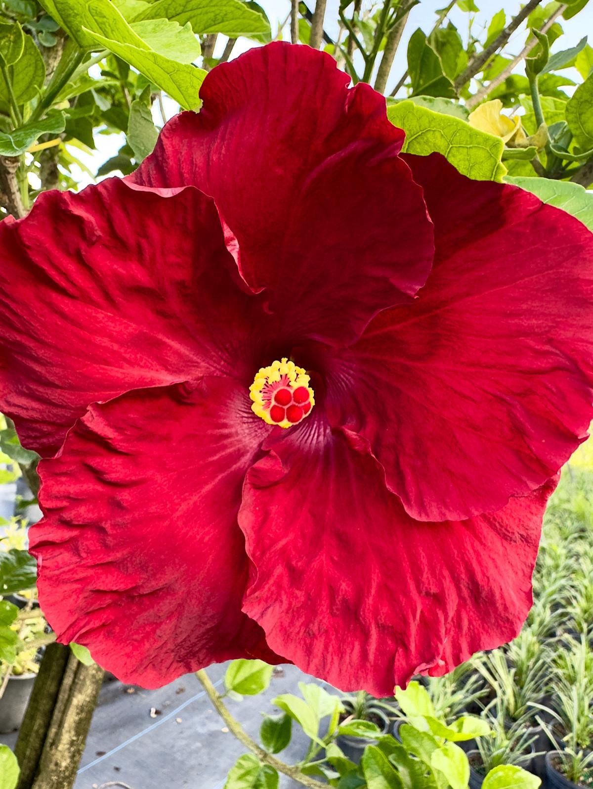 🔴 Plant: Hibiscus Redsary