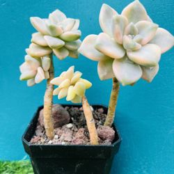 Graptopetalum Mendozae Verogated Live rooted