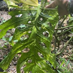 Large Variegated Monstera Thai Constellation Plant Cutting (pls Read Description Below)