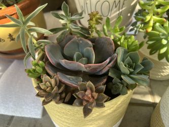 Large Mixed Succulent Arrangement in Decorative Pot - $18 Each