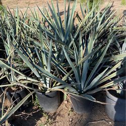 Agava Plants