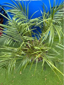 Palm