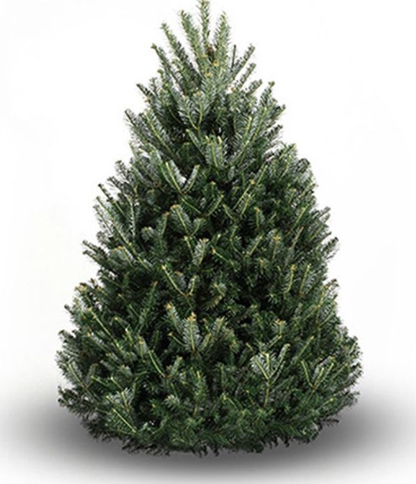 Farm Fresh Christmas Trees for Sale in Los Angeles, CA OfferUp