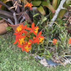 Ground Orchids In Bloom 