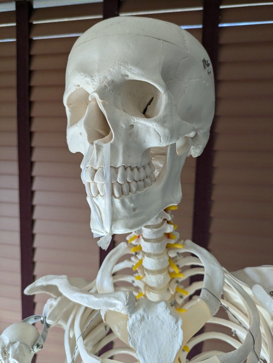 Human Skeleton Model