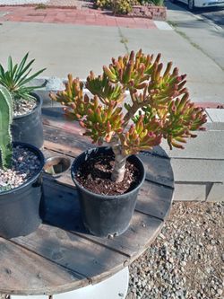 Crassula Jade