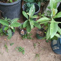 Plantas De Mispero