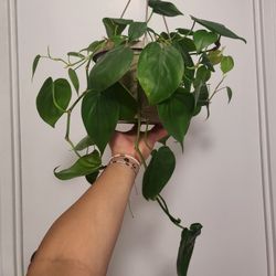 Heartleaf Philodendron 