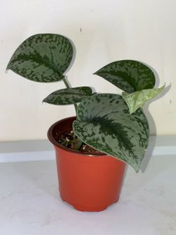 Scindapsus Pictus