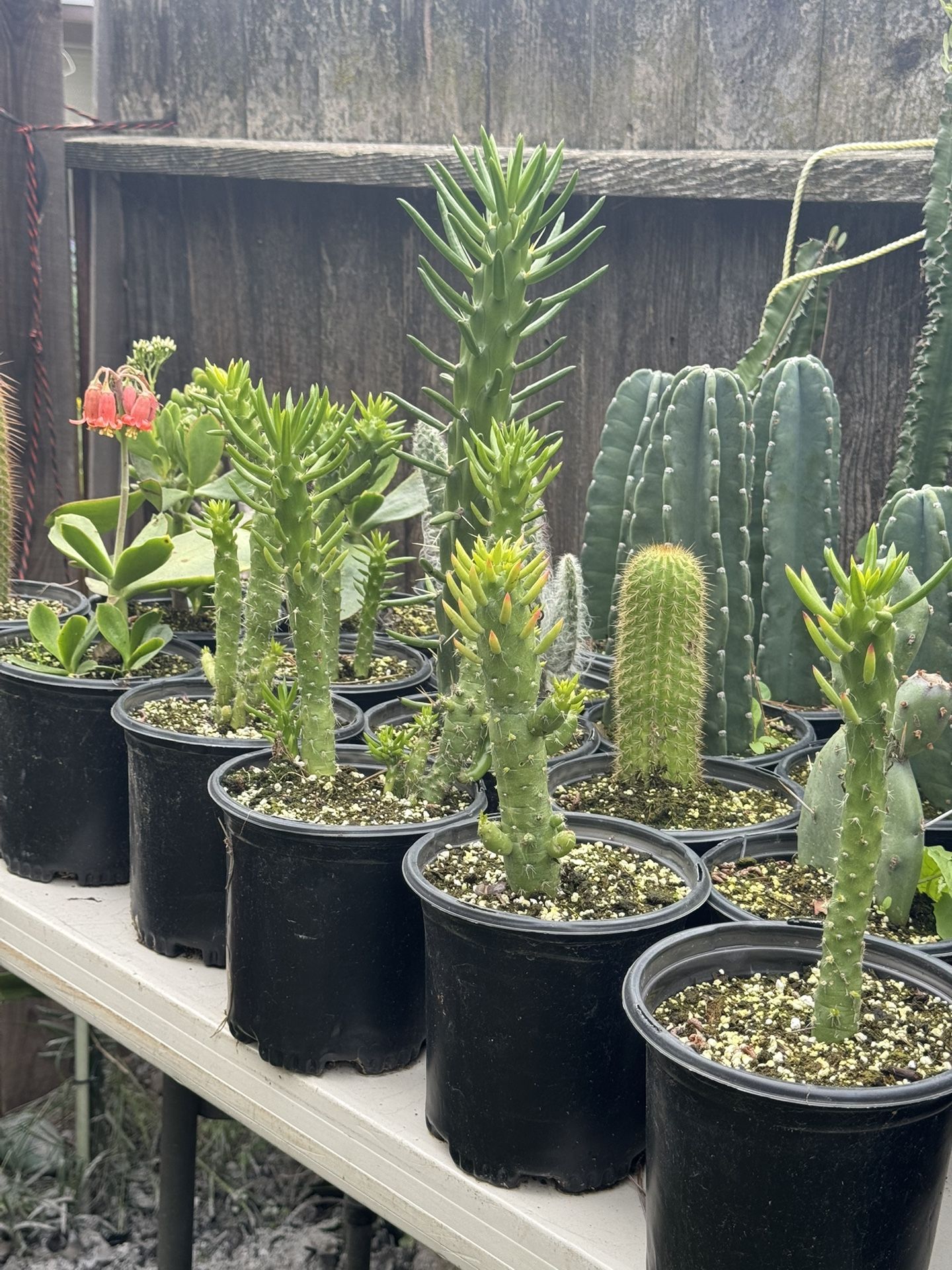 Cactus & Succulents 4”pot