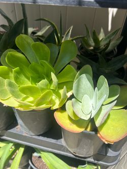 Succulent plants