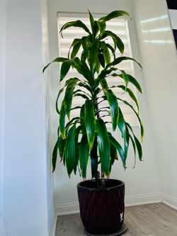 Beautiful Giant plant with luxury pot for sale only $100