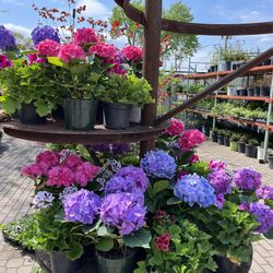 Hydrangeas Plant / Flower