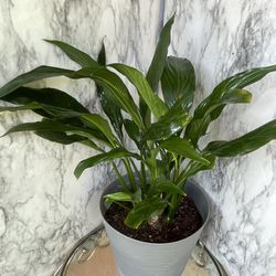 HERMOSAS PLANTAS NATURALES “CUNA DE MOISÉS PLANT 