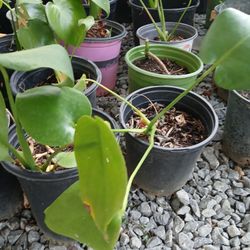 ELEPHANT EARS TROPICAL PLANTS