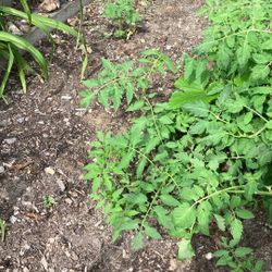 Free Tomato Plants