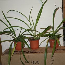 Live Indoor Spider Plants $1