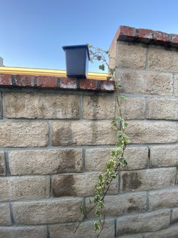 Variegated Ivy