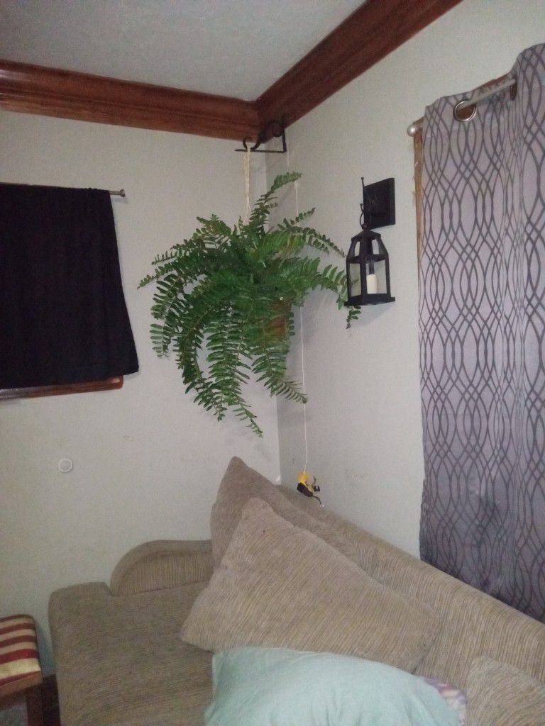 Wall Hanging Plant With Hook