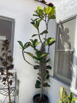 Fiddle Fig Leaf Tree