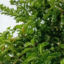 Organic Mexican Green Lemons