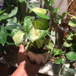 Manjula Pothos