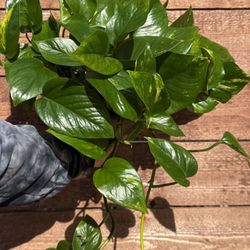 Golden Pothos: ‘Golden’ (Epipremnum aureum)