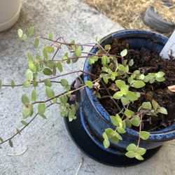 Cute Turtle Vine In A Navy Blue Ceramic Pot