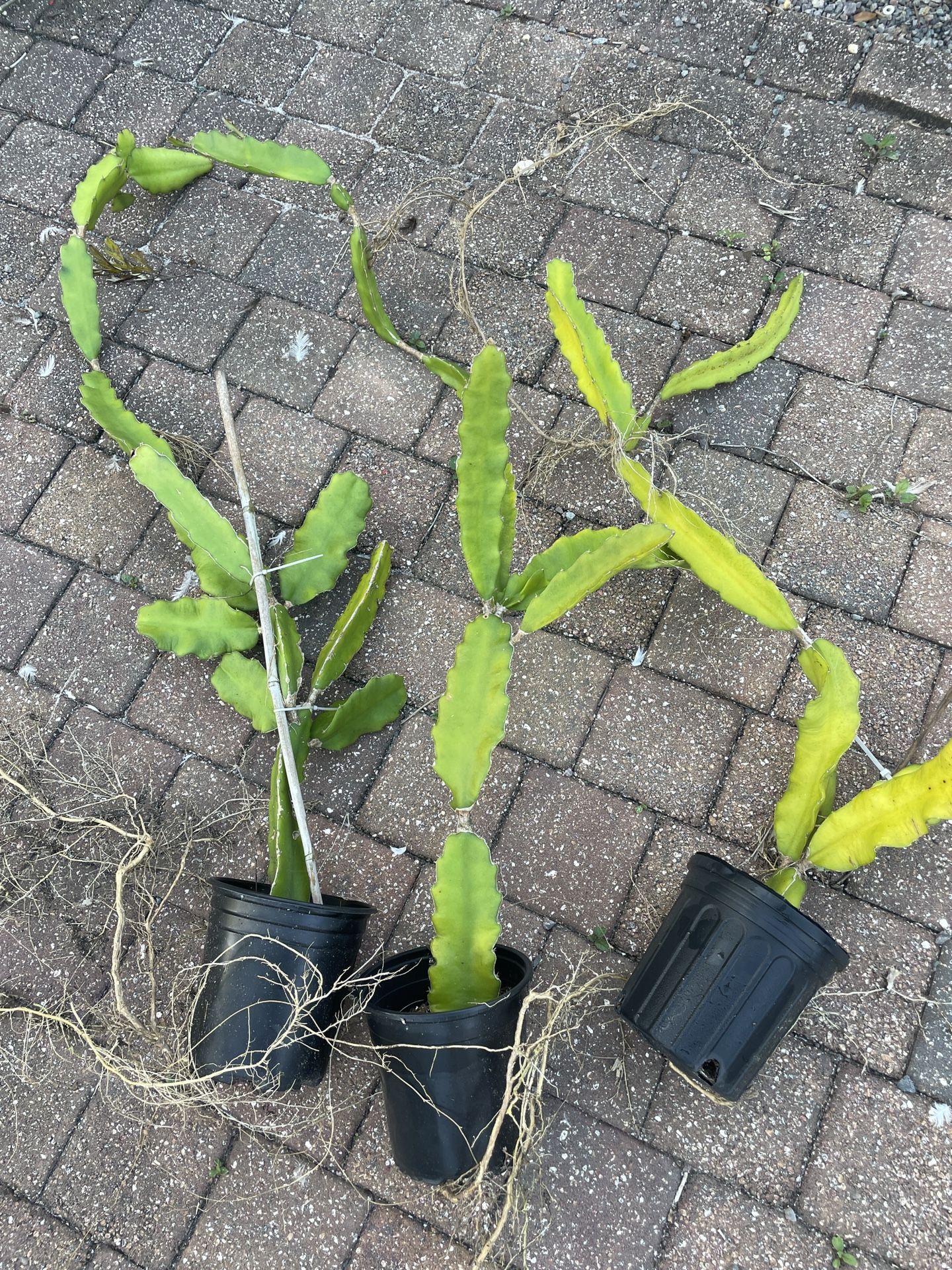 Dragonfruit Plants (3)