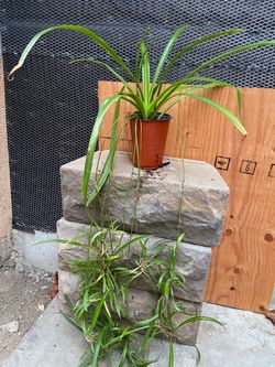 Spider green Plant