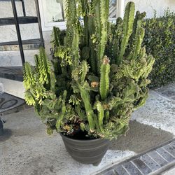 African Milk Tree, Cathedral, Cactus Euphoria. Torgins. 