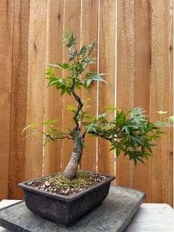 Japanese maple bonsai / A13
