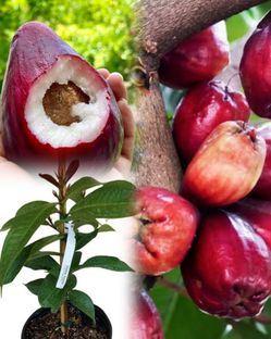 malay apple airlayered in 3gal arboles de pomarosa en 3gal