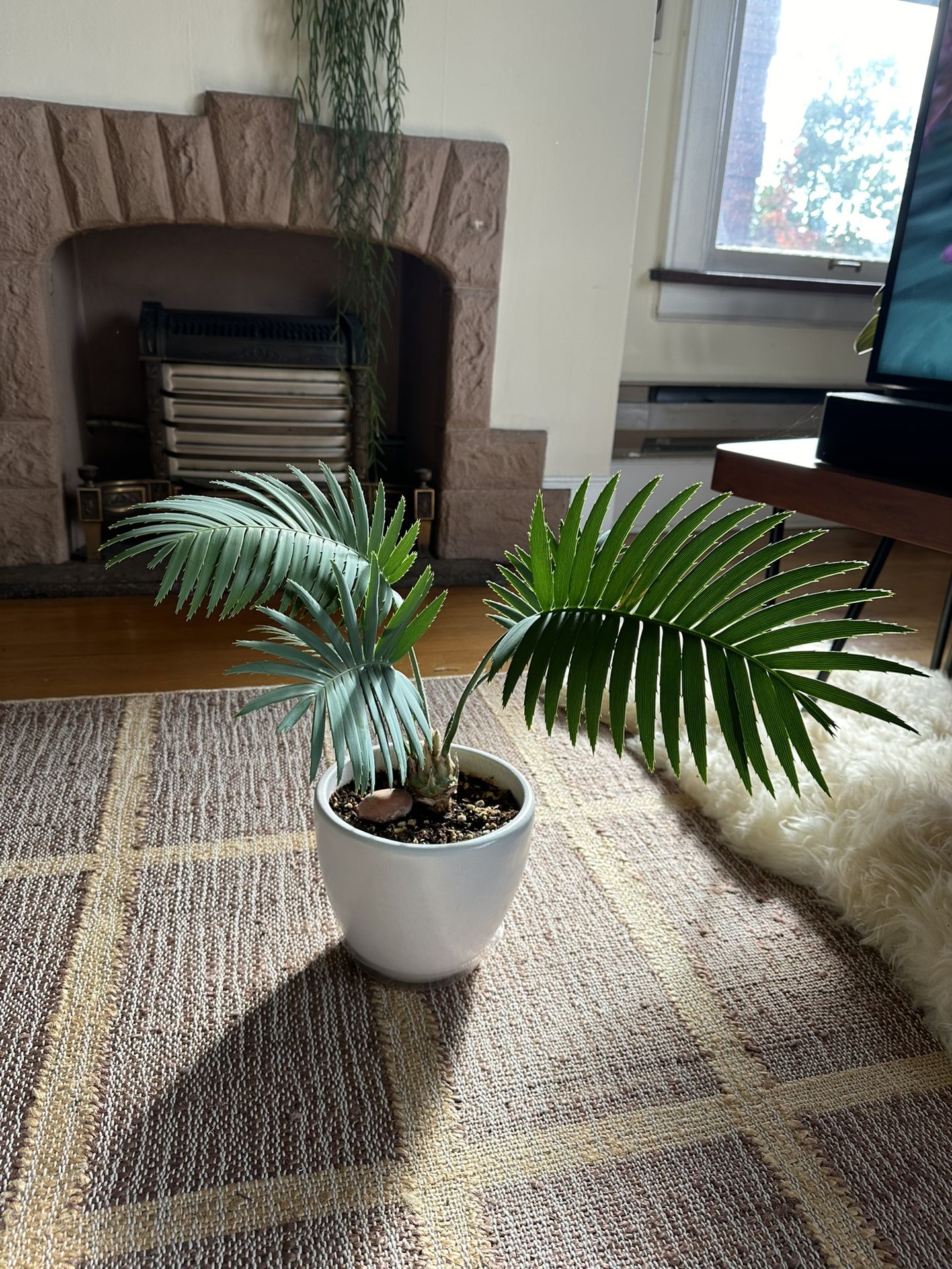Amazing Dioon Spinulosum