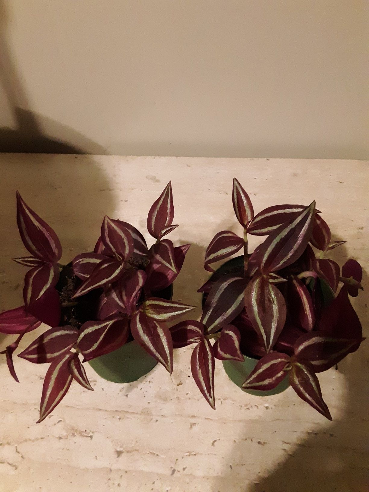Wandering jew plants 4 inches pot $2 each