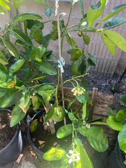 Pomelo trees