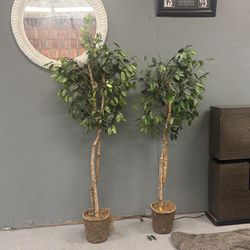 Tall Plants For Sale