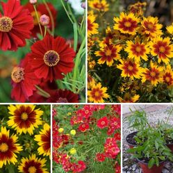 Coreopsis perennial plants$5-$6Each pot