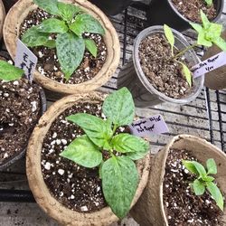 🔥 Hot Pepper Starter Plants – Red Habanero, Hungarian Hot, & Fish Pepper 🌶️