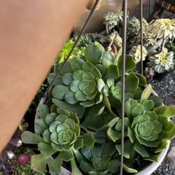 Aeonium Hanging planter